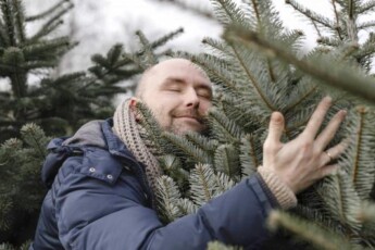 Weihnachtsbaum