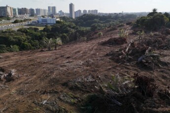 deforestation area of the Atlantic Forest salvador, bahia, brazil - august 22, 2024: Environmental reserve deforestation area of the Atlantic Forest in the city of Salvador. SALVADOR BAHIA BRAZIL Copyright: xJoaxSouzax 220824JOA019